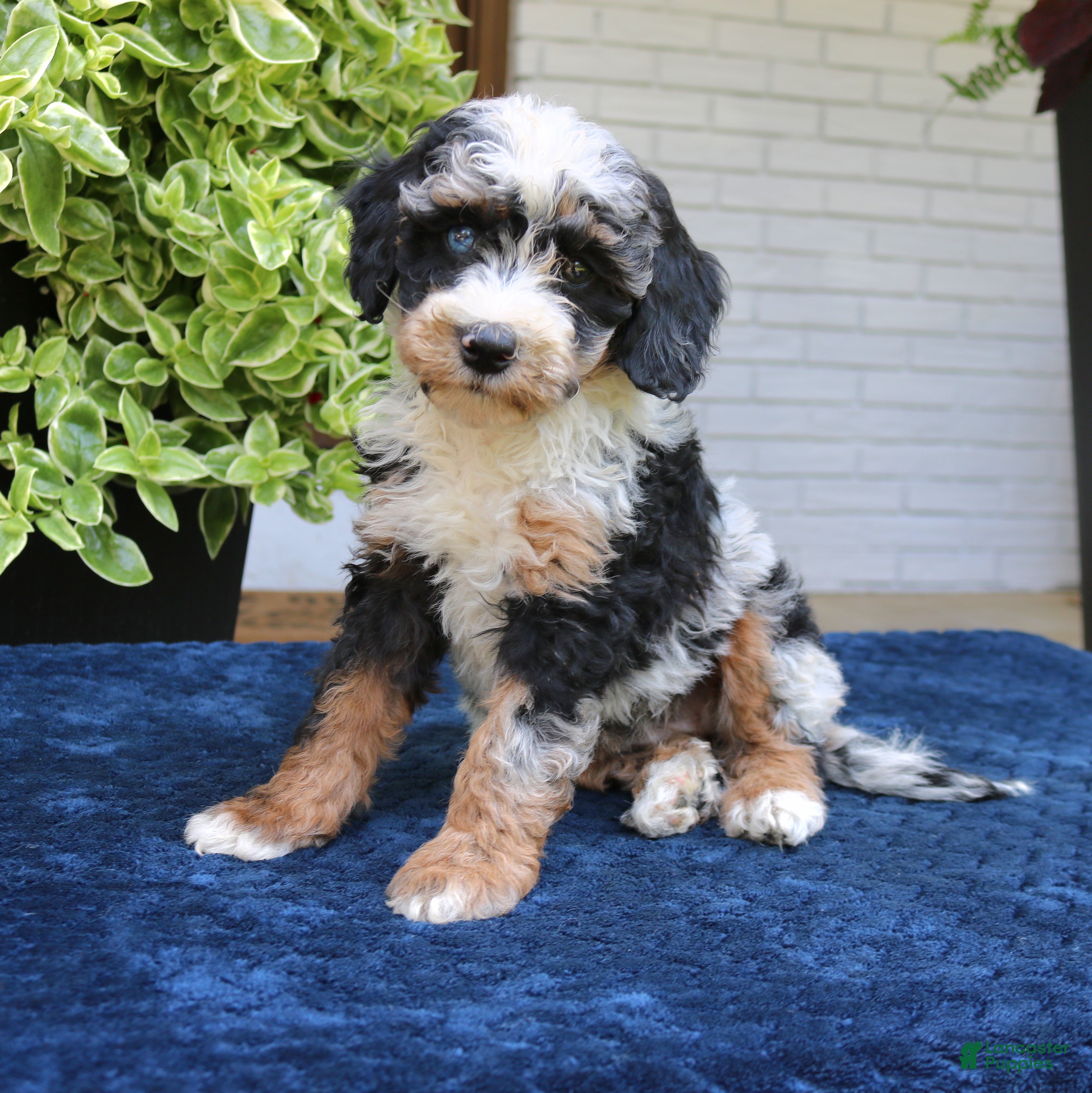 Bernedoodle dogs Emma  - Ad 2