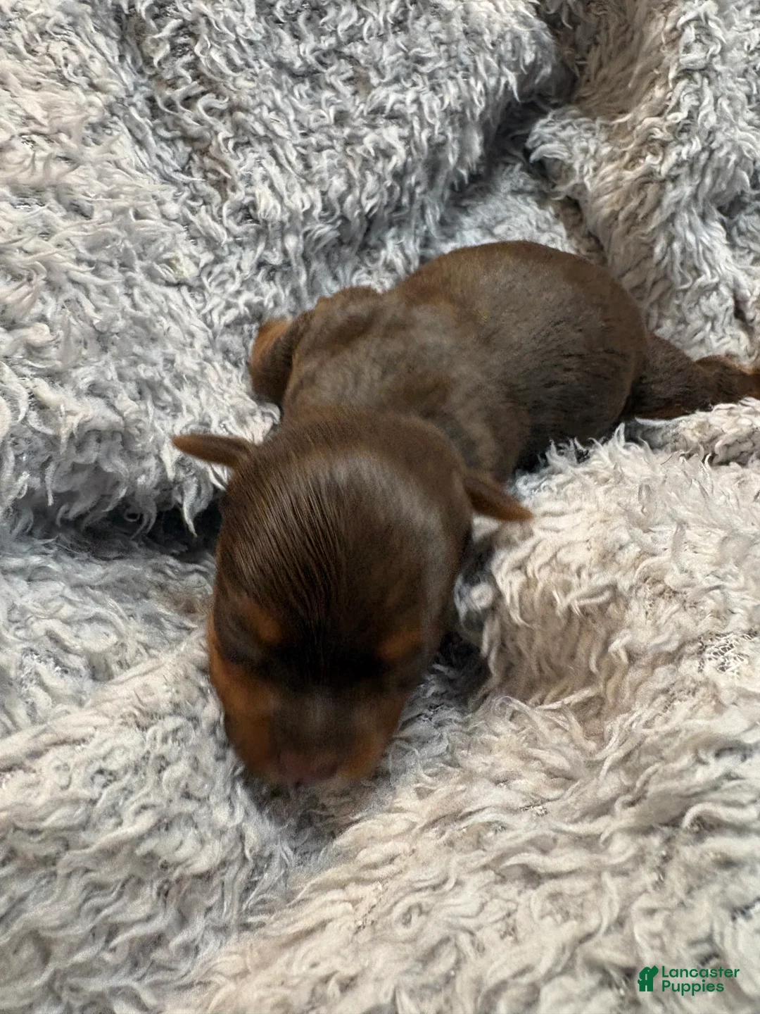 Yorkshire Terrier dogs for sale: Melody  - Ad 2