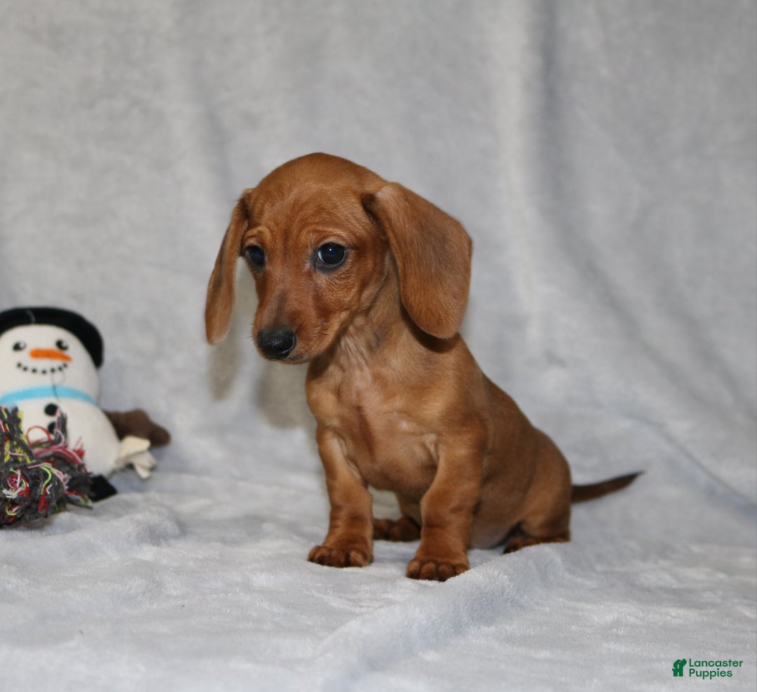 Miniature Dachshund dogs for sale: Chole - Ad 29
