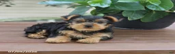 Yorkshire Terrier dogs for sale: Theo - Ad 3