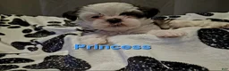 Shih Tzu dogs for sale: Princess - Ad 4