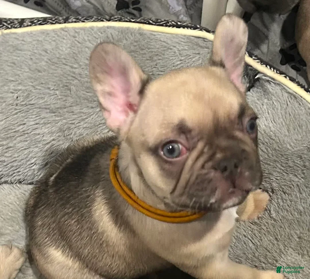 French Bulldog dogs for sale: Blessing - Ad 9