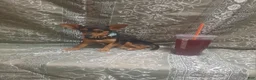 Chihuahua dogs for sale: KiKi ♡ - Ad 6