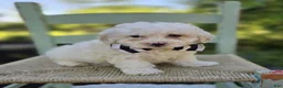 Miniature Poodle dogs for sale: Dillon - Ad 2