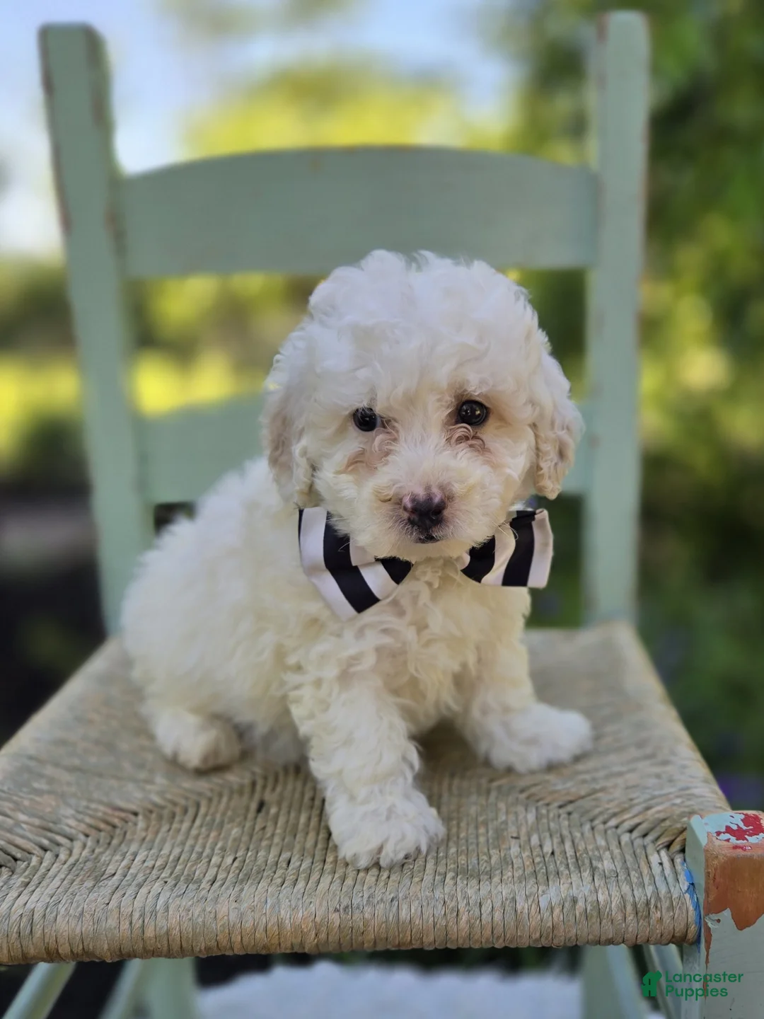 Miniature Poodle dogs for sale: Dillon - Ad 2
