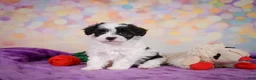 Maltipoo dogs for sale: Trixie - Ad 3