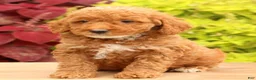 Miniature Poodle dogs for sale: Tommy - Ad 8