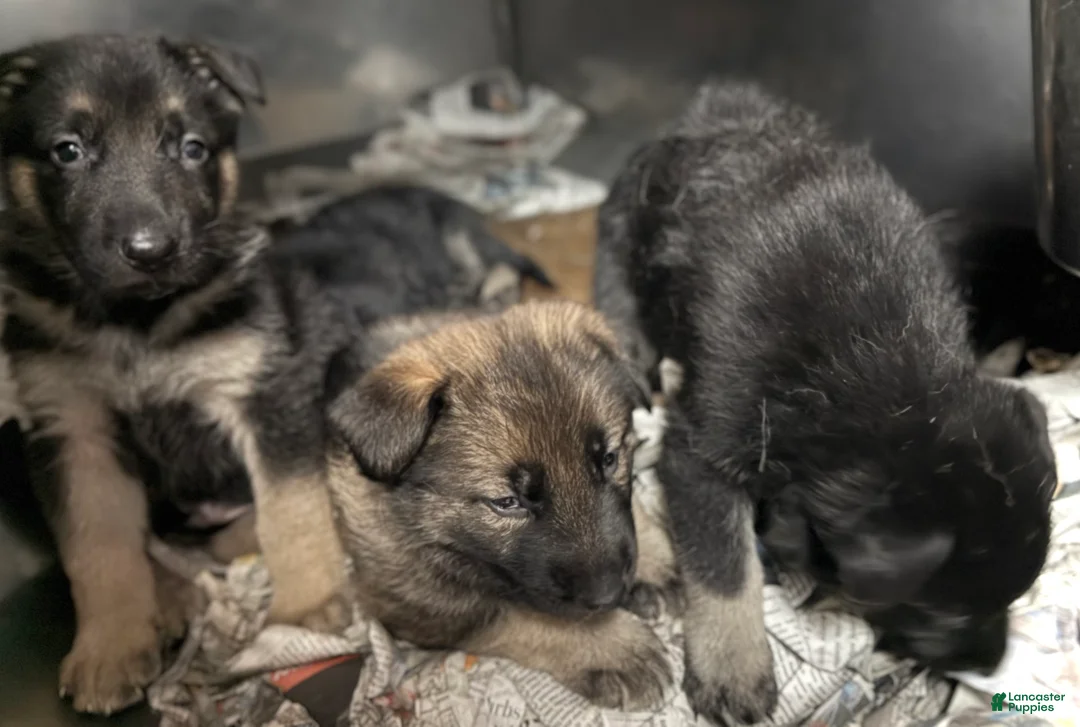 German Shepherd dogs for sale: German Shepherd Puppy 2 - Ad 2