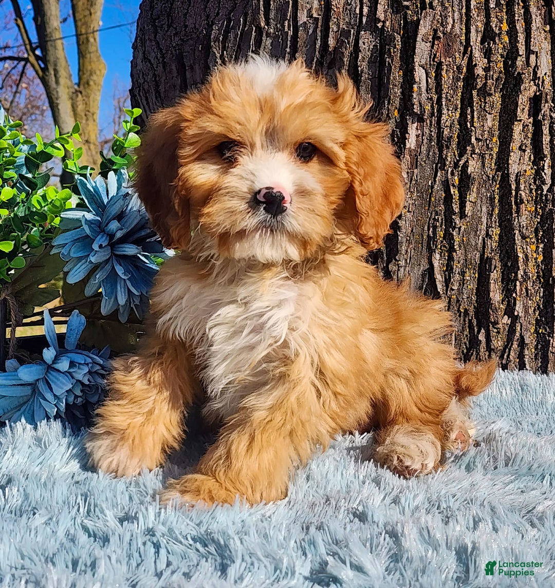 Cavapoo dogs for sale: Snip - Ad 2