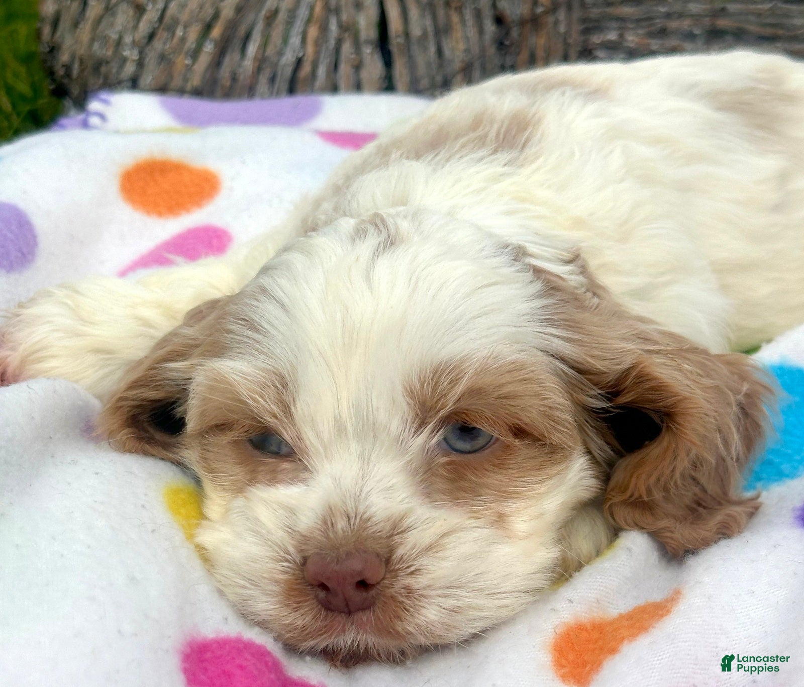 Cockapoo dogs Cockapoo Carla - Ad 17