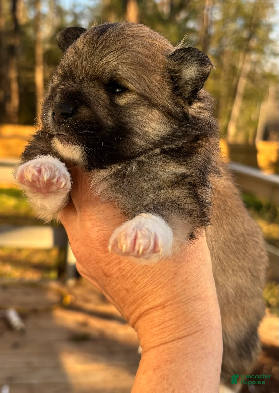 Pomeranian dogs for sale: Pomeranian Puppy 2 - Ad 4