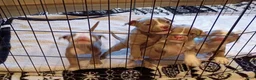 American Bully dogs for sale: American Bully 3 - Ad 6