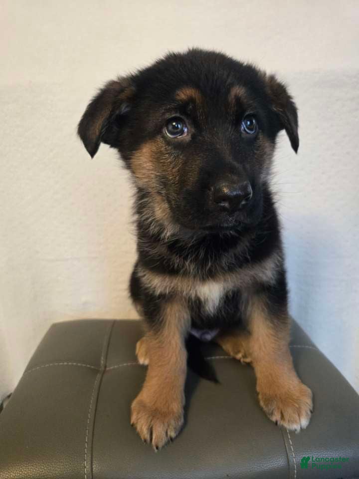 German Shepherd dogs Spot - Ad 34