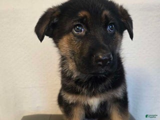 German Shepherd dogs Spot - Ad 34