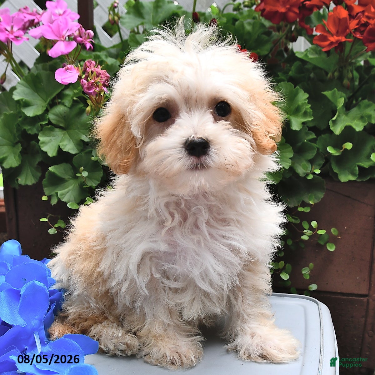 Maltipoo dogs Shadow - Ad 1