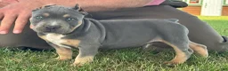 American Bully dogs for sale: Hurley - Ad 4