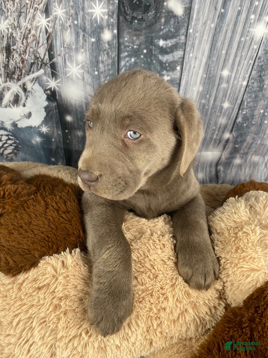Labrador Retriever dogs for sale: Abby - Ad 9
