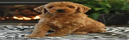 Mini Goldendoodle dogs for sale: Lester - Ad 3