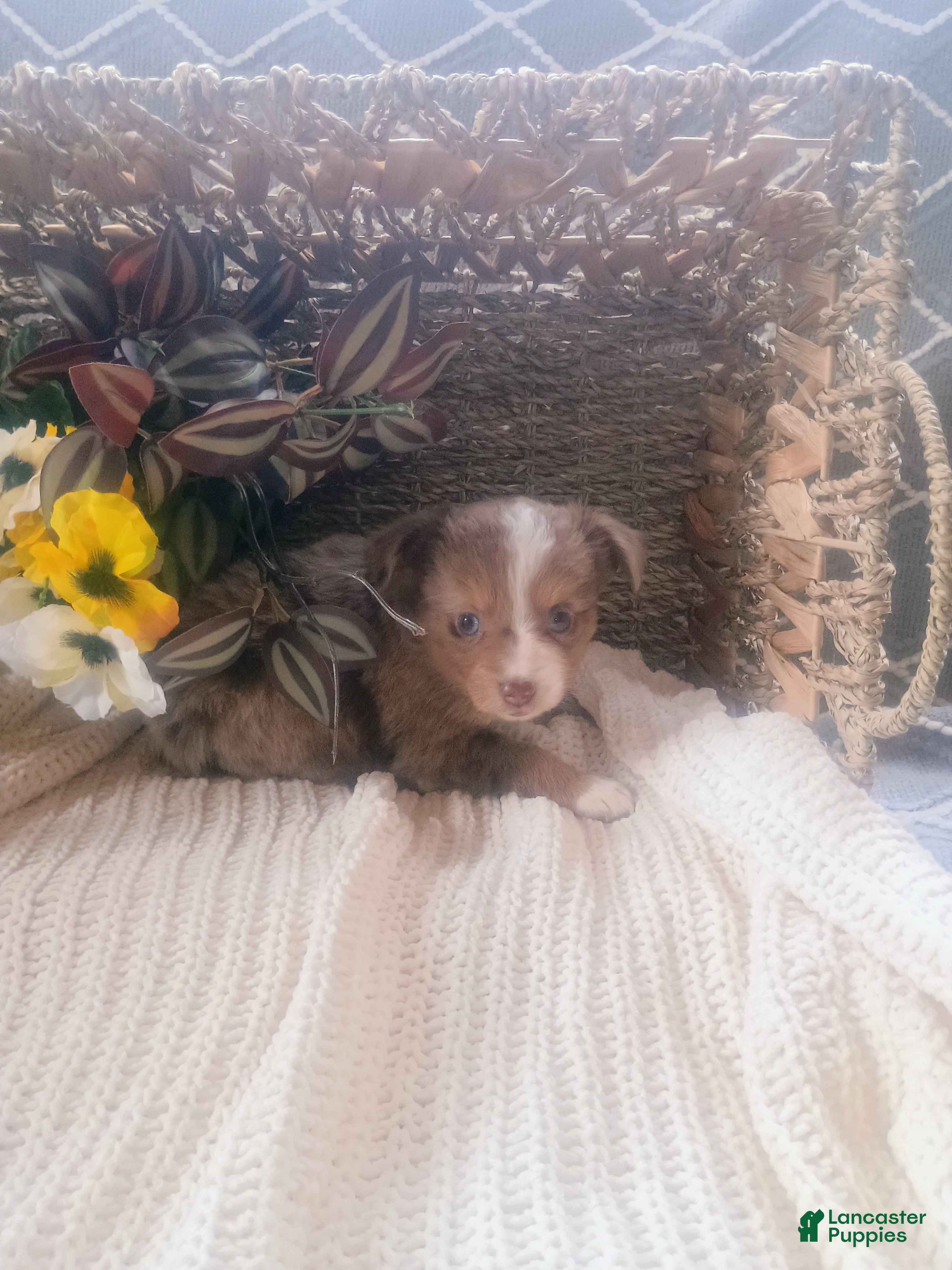 Toy Australian Shepherd dogs Toy Australian Shepherd Puppy 2 - Ad 1