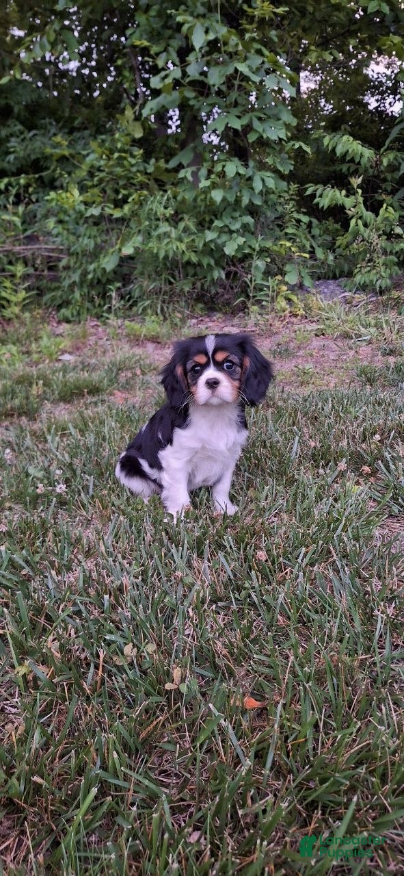 Cavalier King Charles Spaniel dogs Cavalier King Charles Spaniel Puppy 1 - Ad 1