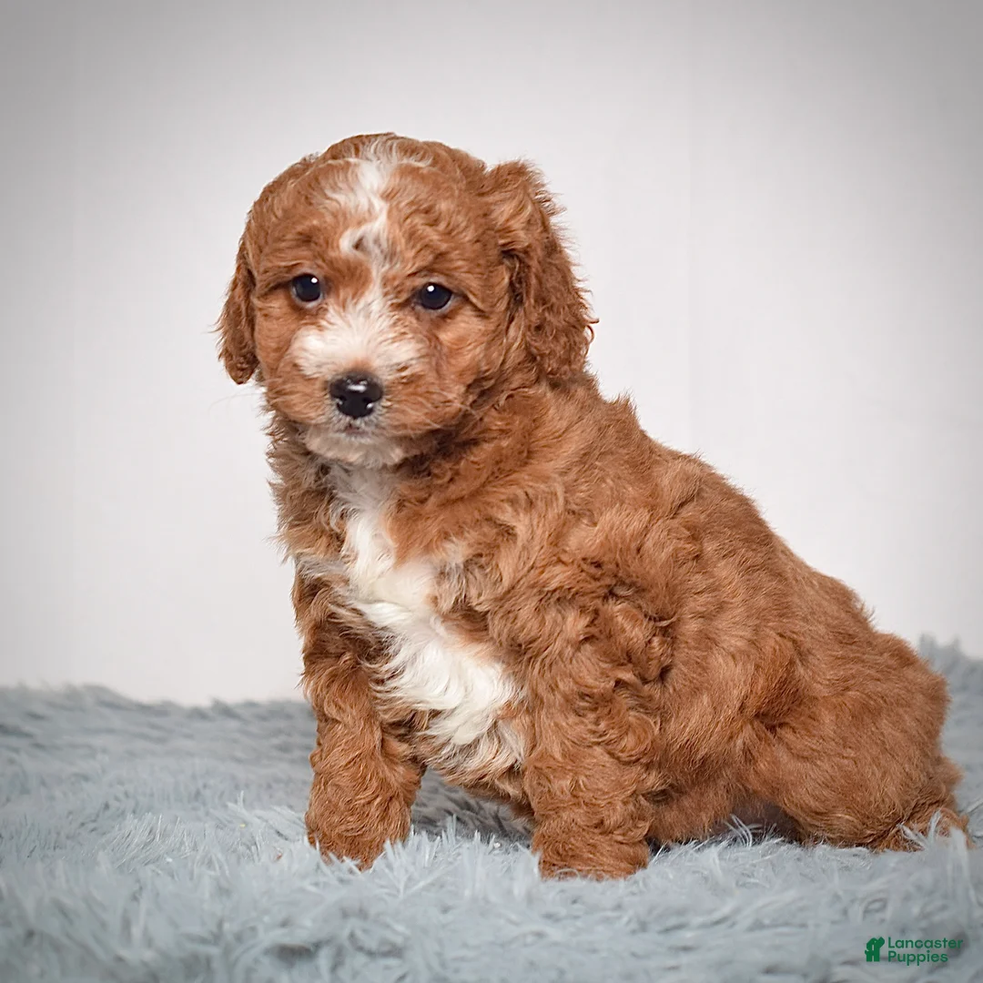 Mini Goldendoodle dogs for sale: Ms. Angel  - Ad 5