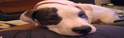 American Bully dogs for sale: Kiara - Ad 8