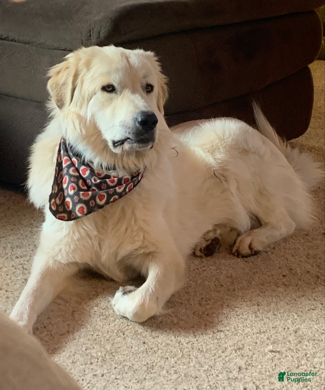 Great Pyrenees dogs for sale: Great Pyrenees Female Puppy - Pink - Ad 6