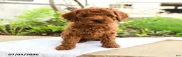 Miniature Poodle dogs for sale: Friendly - Ad 3