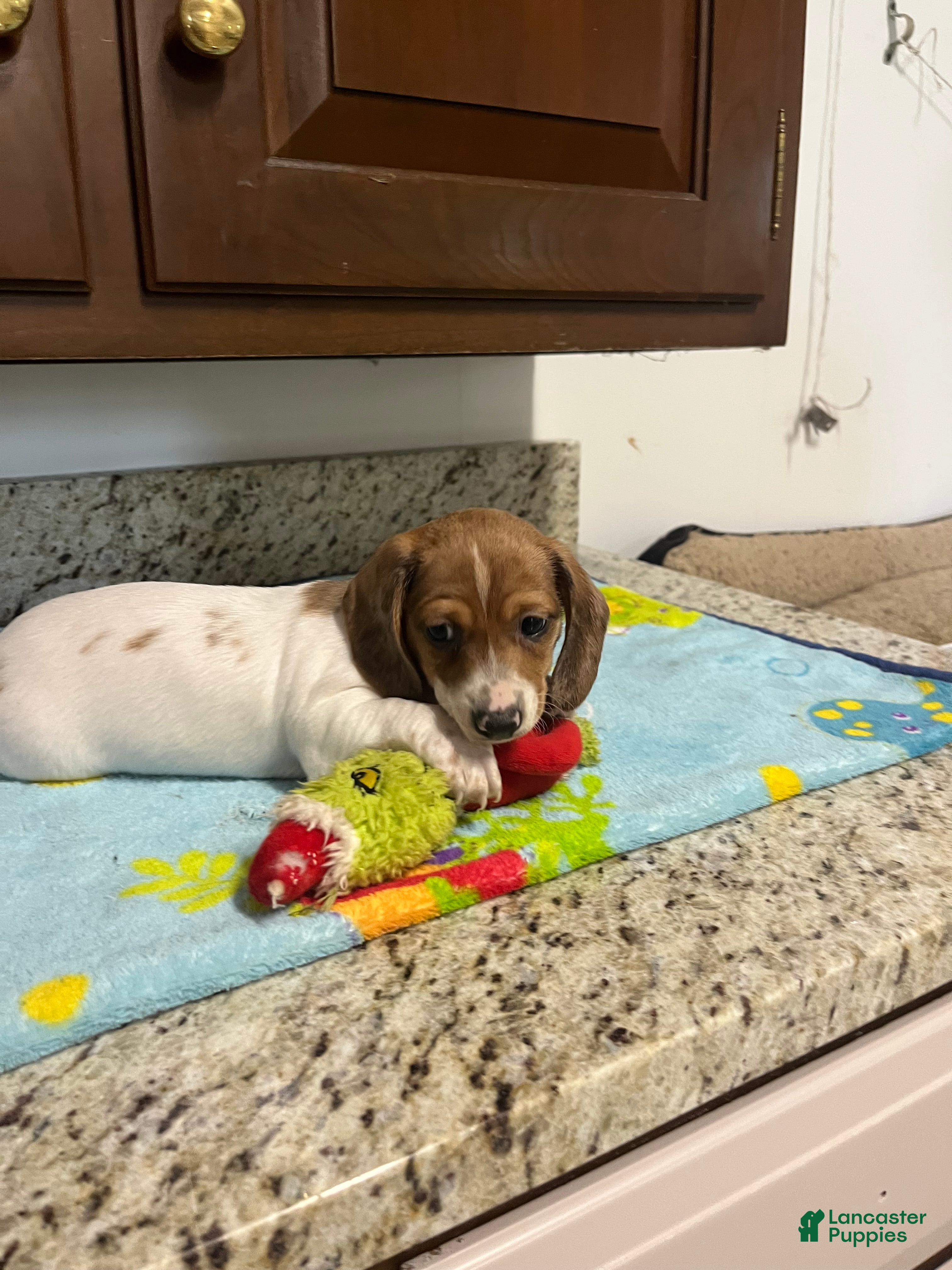 Miniature Dachshund dogs Arjun  - Ad 1