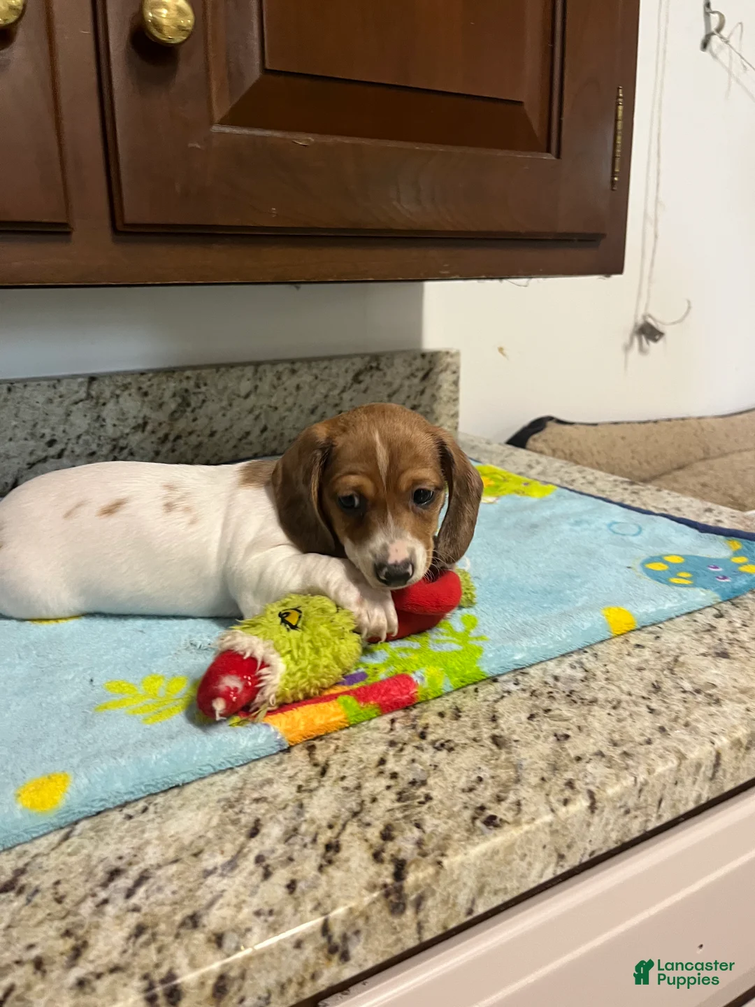 Miniature Dachshund dogs for sale: Arjun  - Ad 1