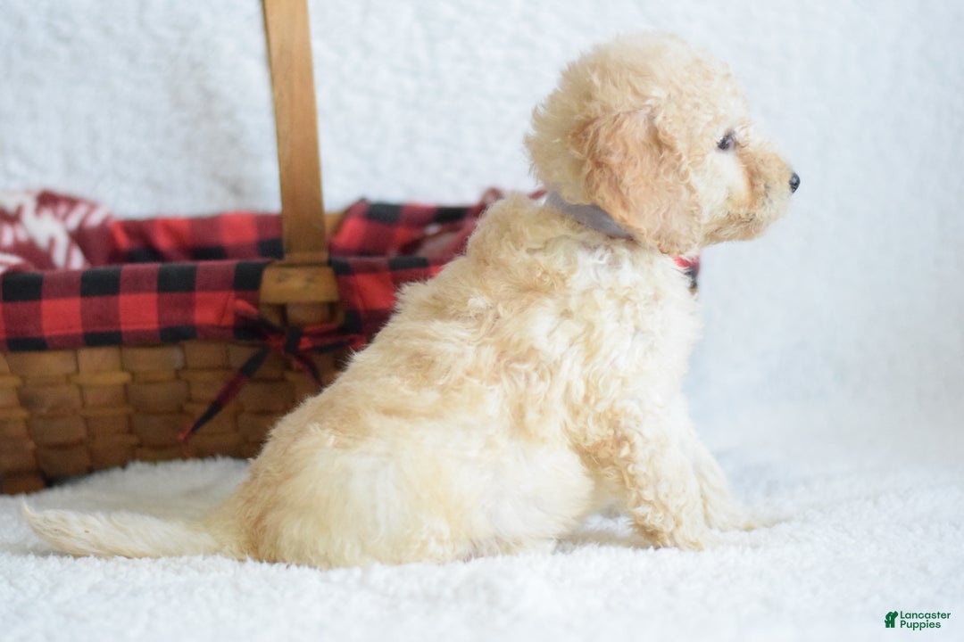 Goldendoodle dogs for sale: Goldendoodle Puppy 8 - Ad 2