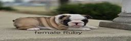 English Bulldog dogs for sale: English Bulldog Puppy 4 - Ad 13