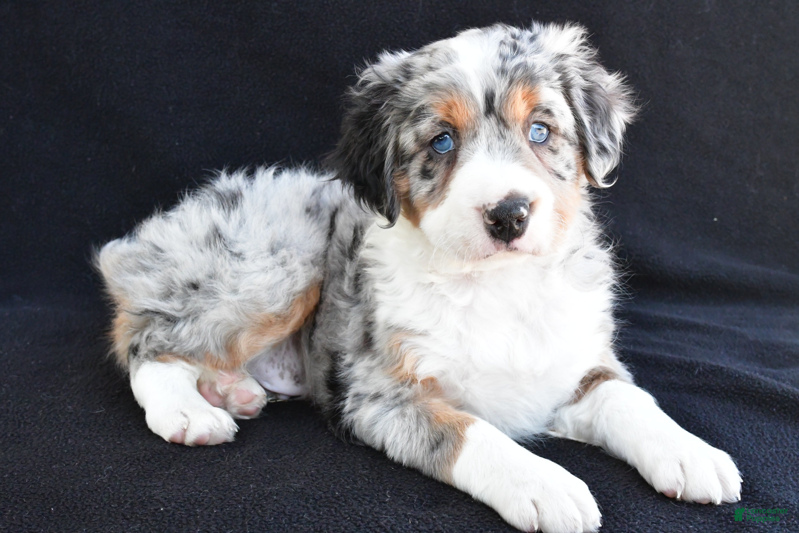 Mixed Breed dogs Austin - Ad 1