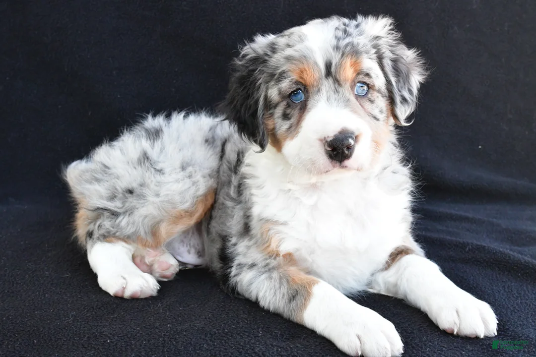 Mixed Breed dogs for sale: Austin - Ad 1