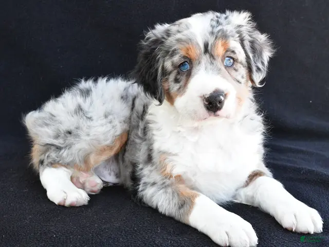 Mixed Breed dogs Austin - Ad 1