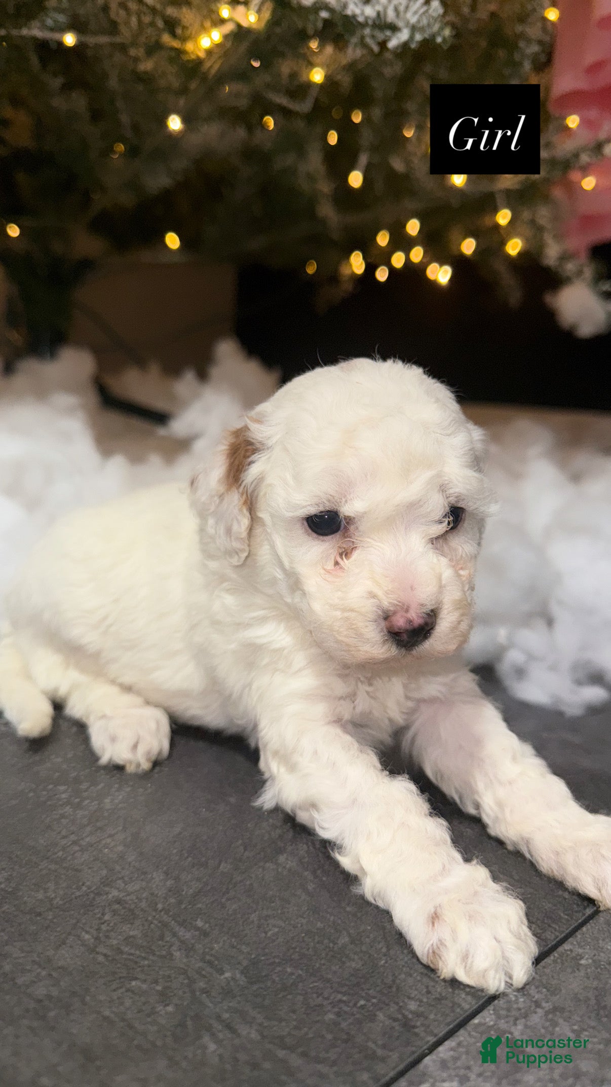 Miniature Poodle dogs Miniature Poodle Puppy 1 - Ad 2