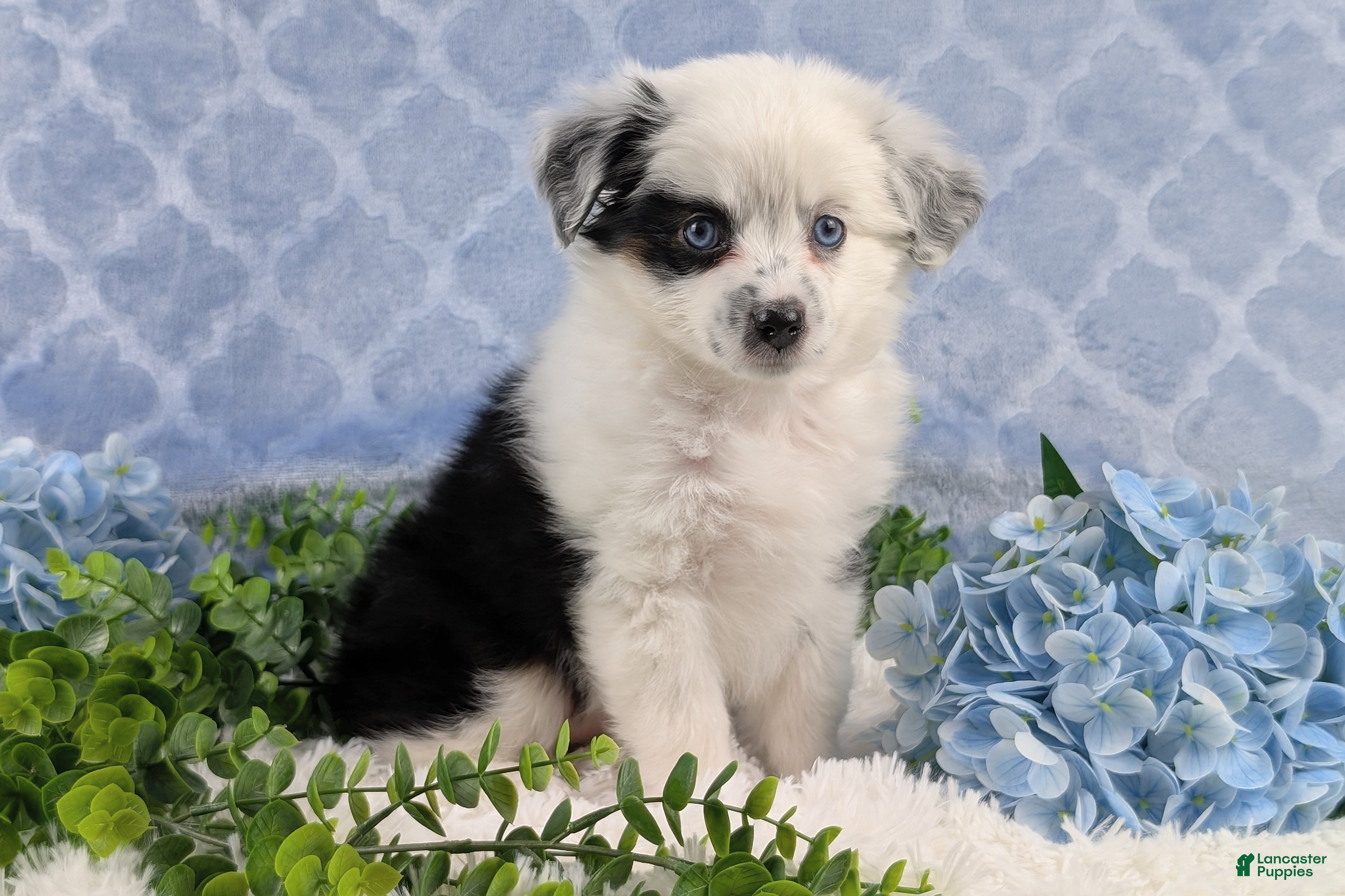 Toy Australian Shepherd dogs Brandi - Ad 32