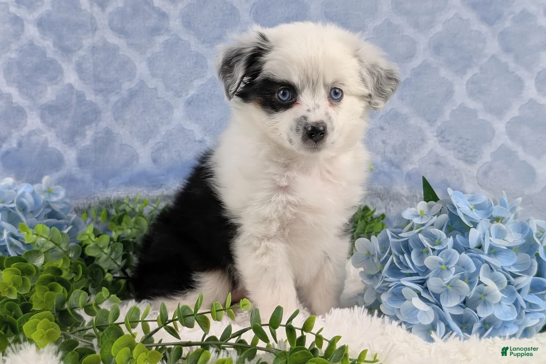 Toy Australian Shepherd dogs for sale: Brandi - Ad 5