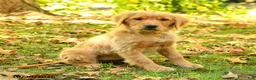 Golden Retriever dogs for sale: Dhanna - Ad 4