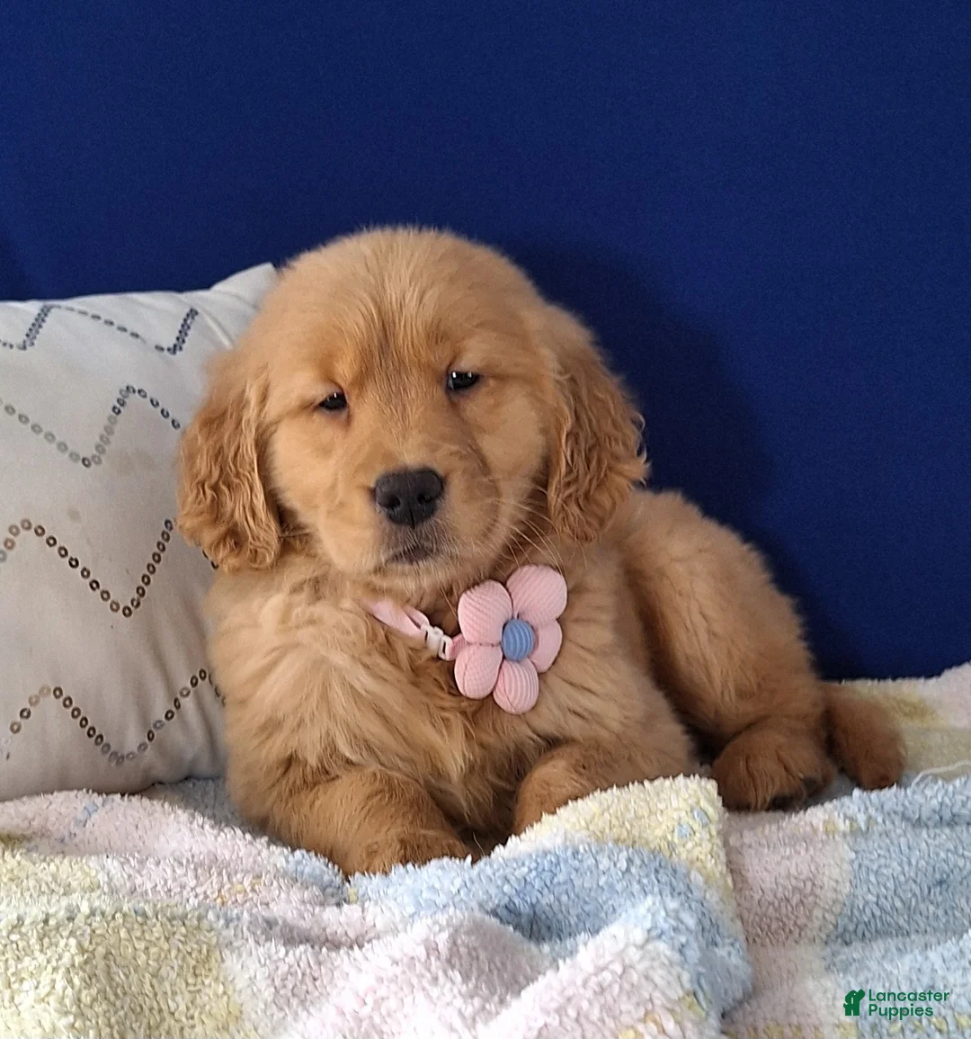Golden Retriever dogs for sale: Wanda - Ad 1
