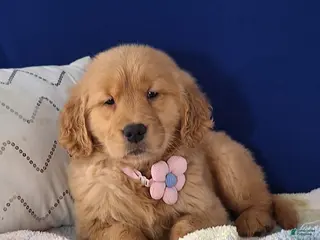 Golden Retriever dogs Wanda - Ad 15