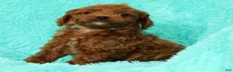 Cavapoo dogs for sale: Benji - Ad 9