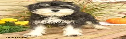 Miniature Schnauzer dogs for sale: Pedro - Ad 5