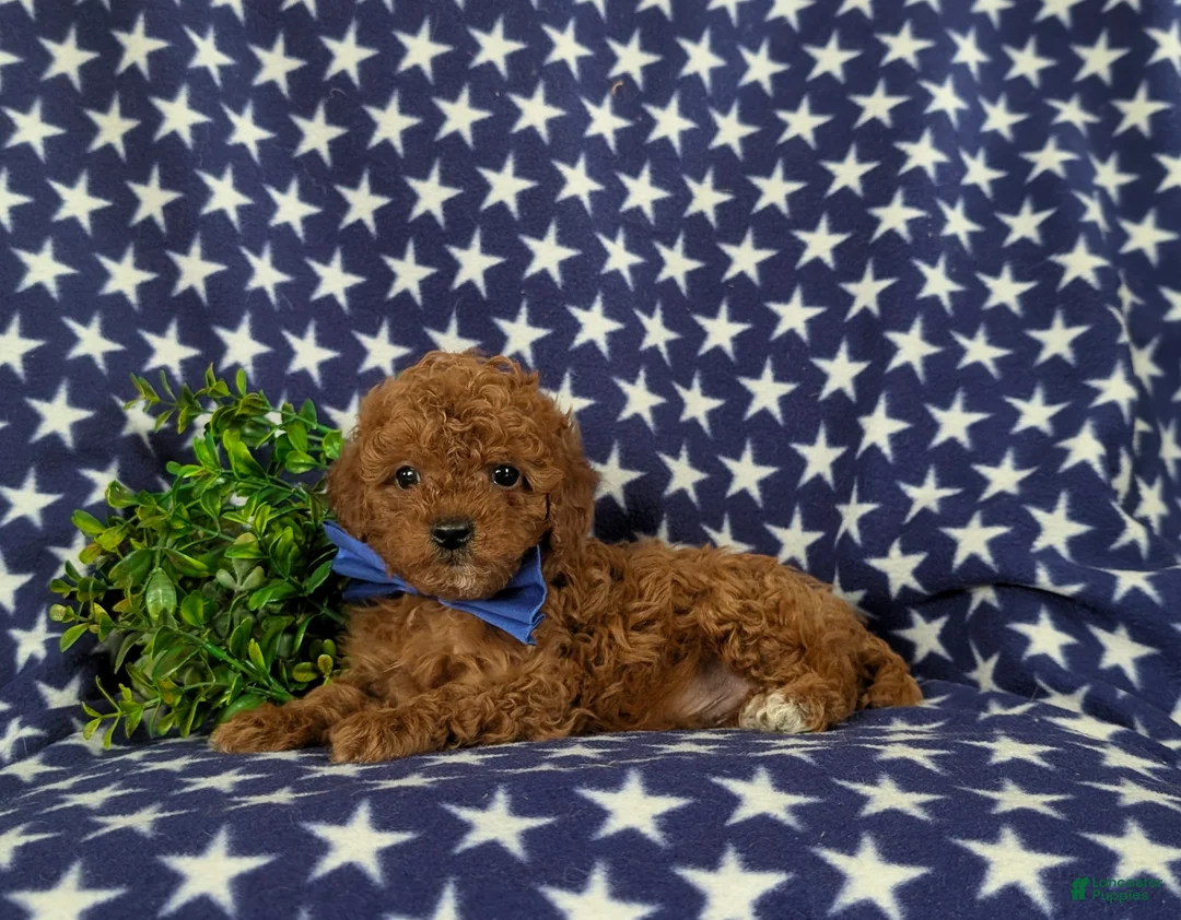 Cavapoo dogs for sale: Ewing 9 lbs Full Grown - Ad 5