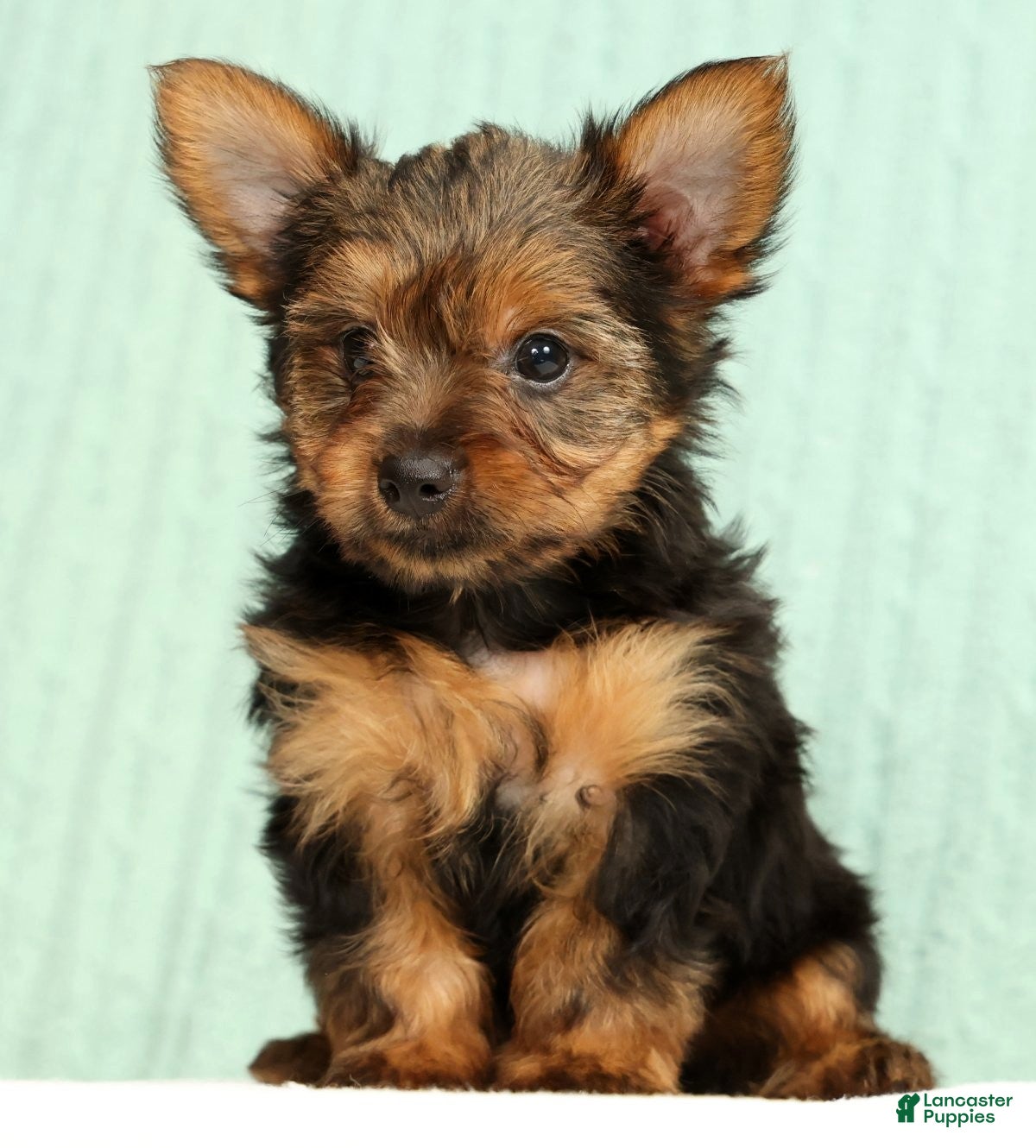 Yorkshire Terrier dogs Tinker - Ad 2