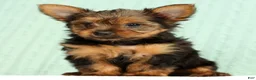 Yorkshire Terrier dogs for sale: Tinker - Ad 2