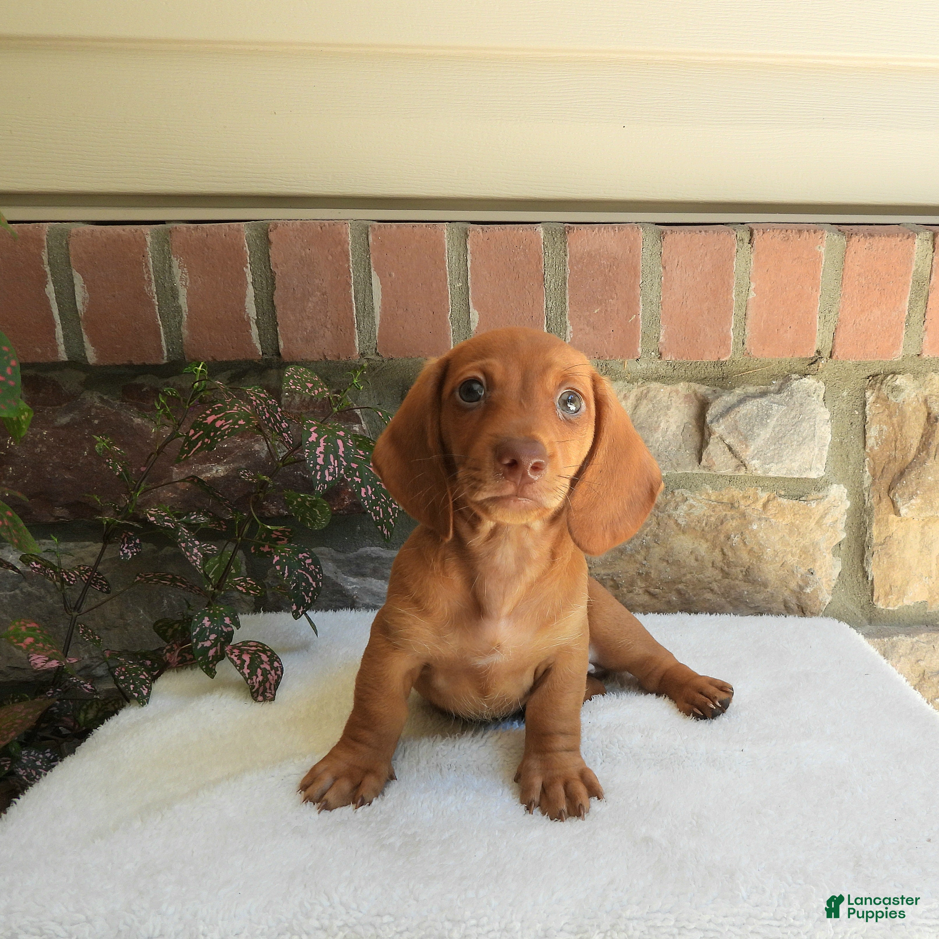 Miniature Dachshund dogs Topper  - Ad 2