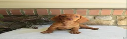Miniature Dachshund dogs for sale: Topper  - Ad 2