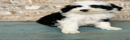 Mixed Breed dogs for sale: S'mores - Ad 2