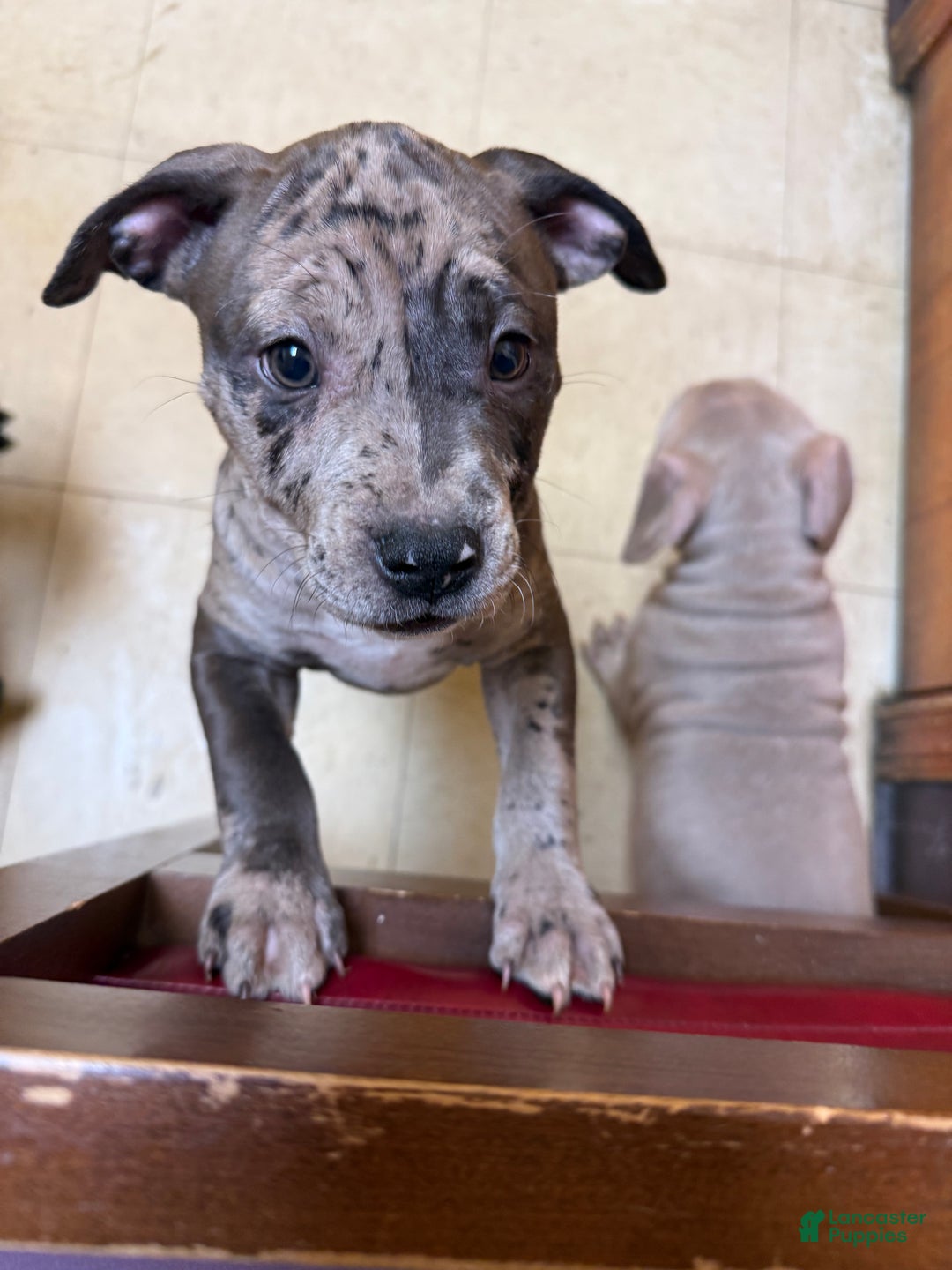 American Bully dogs for sale: Sandy(female) - Ad 8